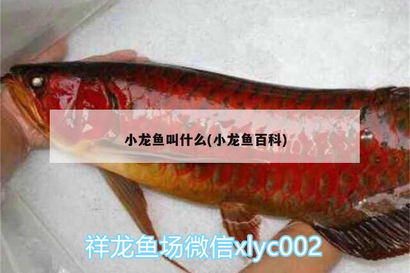 小龙鱼叫什么(小龙鱼百科) 红尾平克鱼