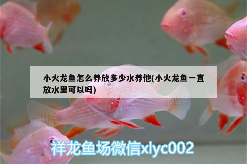 小火龙鱼怎么养放多少水养他(小火龙鱼一直放水里可以吗) 广州水族批发市场