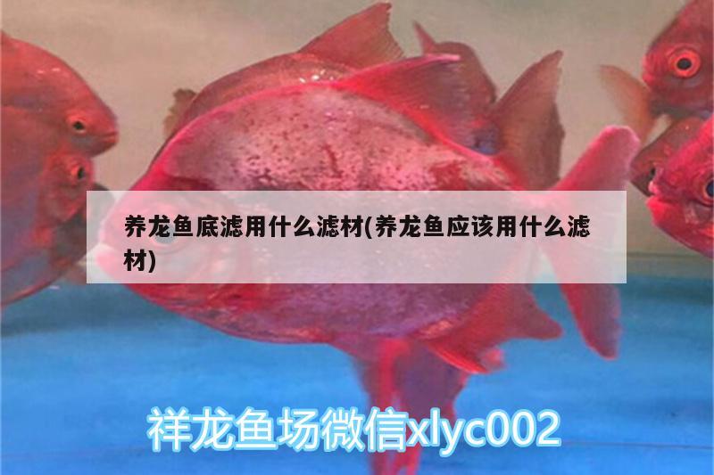 养龙鱼底滤用什么滤材(养龙鱼应该用什么滤材) 祥禾Super Red红龙鱼