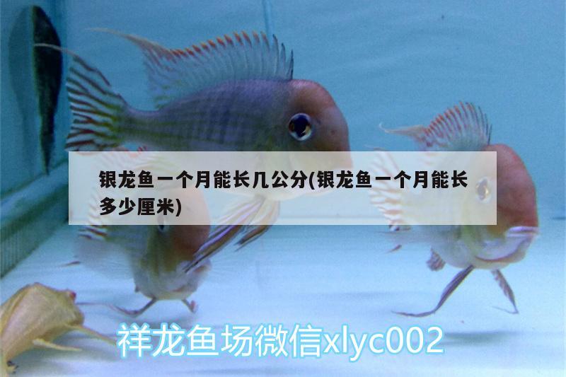 银龙鱼一个月能长几公分(银龙鱼一个月能长多少厘米) 银龙鱼