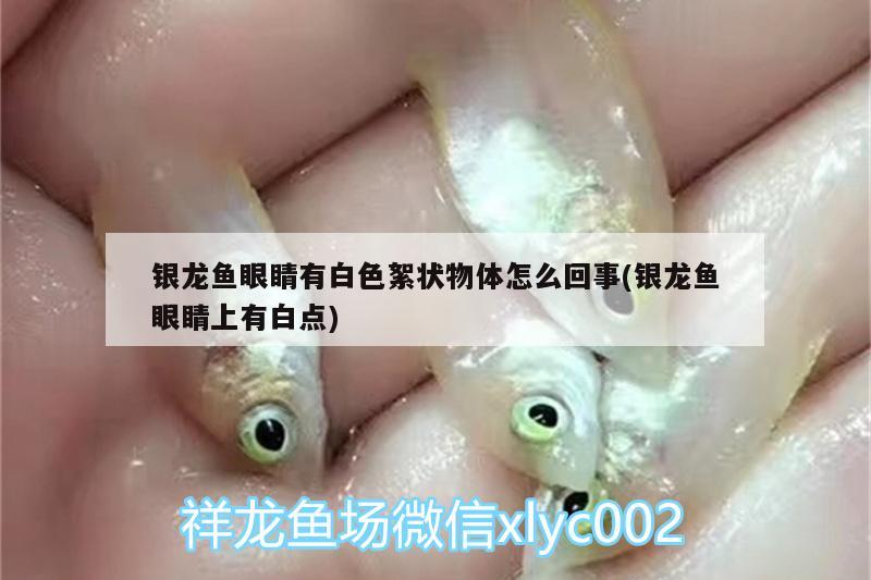 银龙鱼眼睛有白色絮状物体怎么回事(银龙鱼眼睛上有白点) 银龙鱼