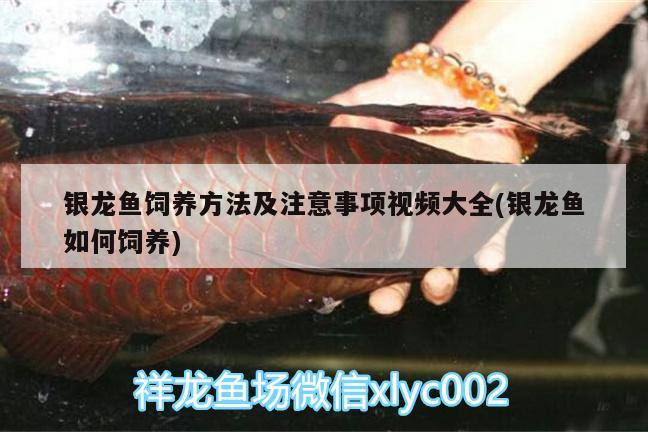银龙鱼饲养方法及注意事项视频大全(银龙鱼如何饲养) 银龙鱼