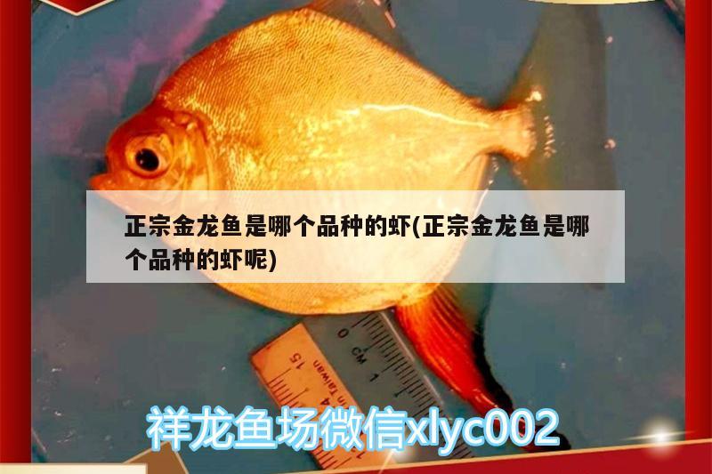 正宗金龙鱼是哪个品种的虾(正宗金龙鱼是哪个品种的虾呢) 黄金眼镜蛇雷龙鱼