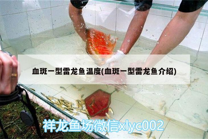 血斑一型雷龙鱼温度(血斑一型雷龙鱼介绍) 广州观赏鱼鱼苗批发市场