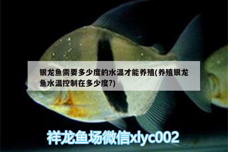 银龙鱼需要多少度的水温才能养殖(养殖银龙鱼水温控制在多少度?) 银龙鱼