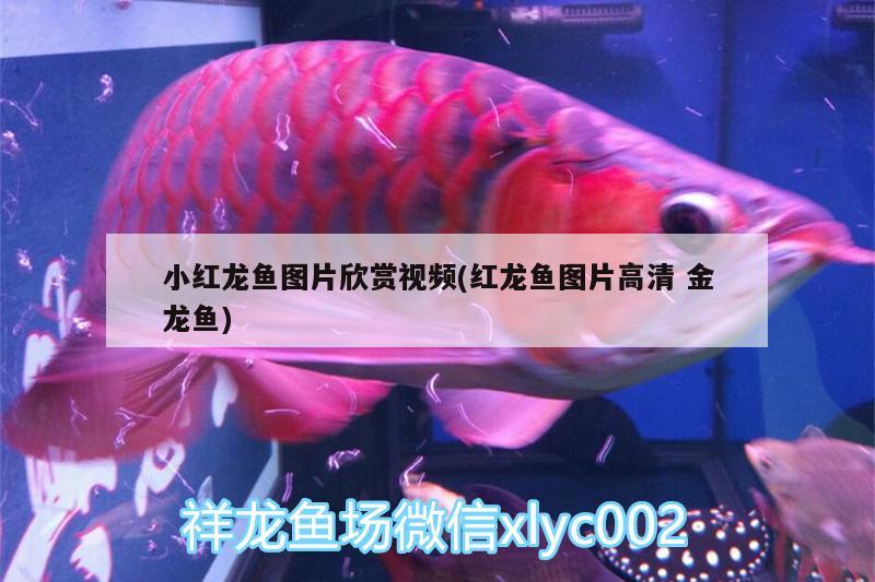 小红龙鱼图片欣赏视频(红龙鱼图片高清金龙鱼) 广州水族器材滤材批发市场