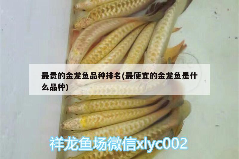 最贵的金龙鱼品种排名(最便宜的金龙鱼是什么品种) 祥龙水族护理水