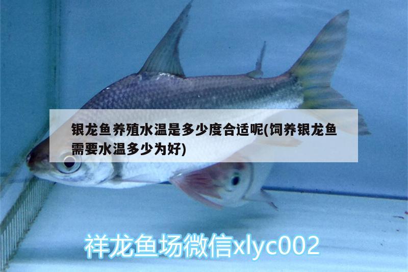 银龙鱼养殖水温是多少度合适呢(饲养银龙鱼需要水温多少为好) 银龙鱼