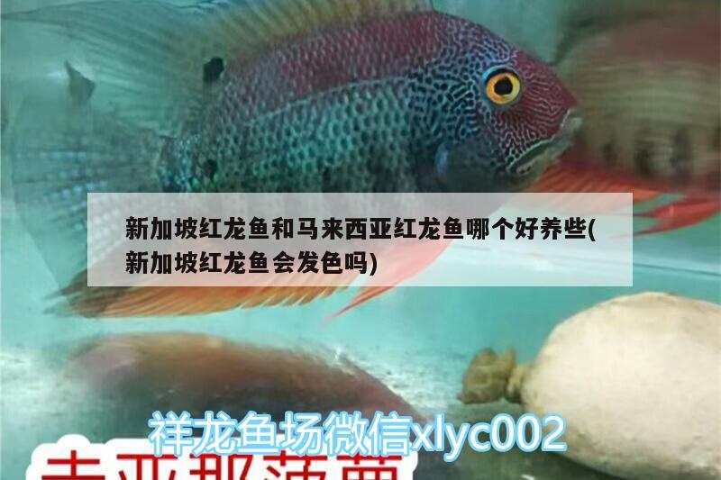 新加坡红龙鱼和马来西亚红龙鱼哪个好养些(新加坡红龙鱼会发色吗) 白写锦鲤鱼