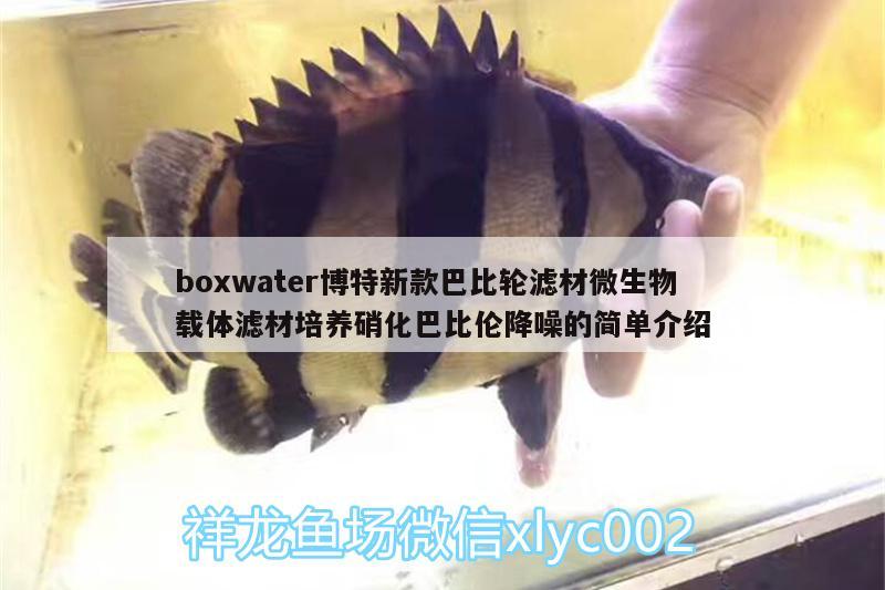boxwater博特新款巴比轮滤材微生物载体滤材培养硝化巴比伦降噪的简单介绍 博特水族