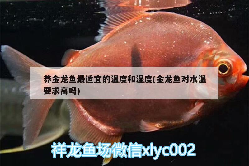 养金龙鱼最适宜的温度和湿度(金龙鱼对水温要求高吗) 黄金猫鱼 第2张