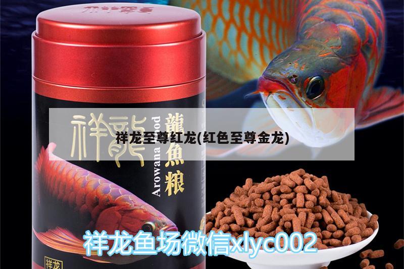 祥龙至尊红龙(红色至尊金龙) 广州水族器材滤材批发市场