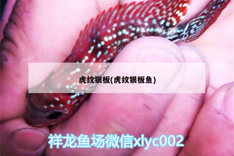 虎纹银板(虎纹银板鱼) 广州水族器材滤材批发市场