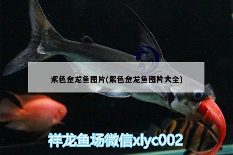 紫色金龙鱼图片(紫色金龙鱼图片大全) 印尼红龙鱼