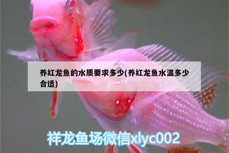养红龙鱼的水质要求多少(养红龙鱼水温多少合适) 白子银版鱼