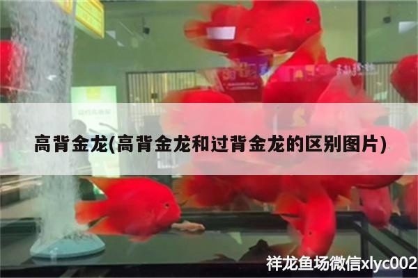 高背金龙(高背金龙和过背金龙的区别图片) 广州水族器材滤材批发市场