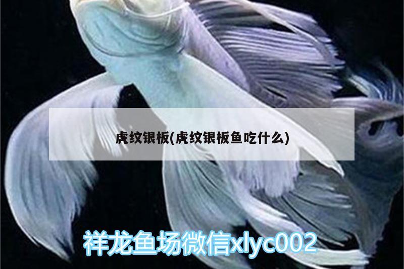 虎纹银板(虎纹银板鱼吃什么) 广州水族器材滤材批发市场