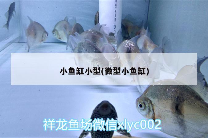 小鱼缸小型(微型小鱼缸) 广州水族器材滤材批发市场