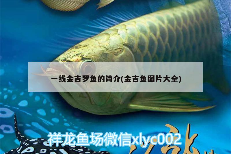 一线金吉罗鱼的简介(金吉鱼图片大全) 广州观赏鱼批发市场