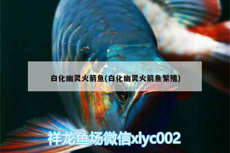 白化幽灵火箭鱼(白化幽灵火箭鱼繁殖) 广州水族器材滤材批发市场