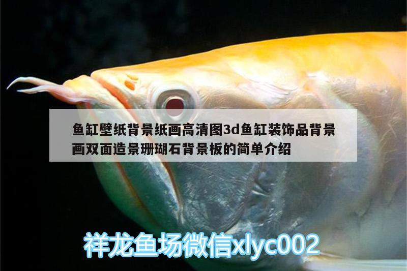 鱼缸壁纸背景纸画高清图3d鱼缸装饰品背景画双面造景珊瑚石背景板的简单介绍 广州水族器材滤材批发市场