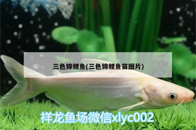 三色锦鲤鱼(三色锦鲤鱼苗图片)