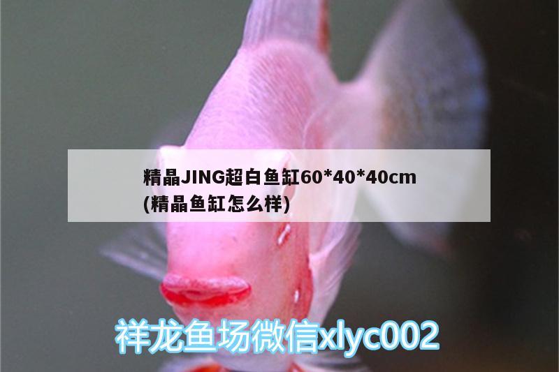 精晶JING超白鱼缸60*40*40cm(精晶鱼缸怎么样) 广州水族器材滤材批发市场