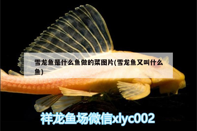 雪龙鱼是什么鱼做的菜图片(雪龙鱼又叫什么鱼)