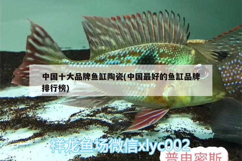 中国十大品牌鱼缸陶瓷(中国最好的鱼缸品牌排行榜)