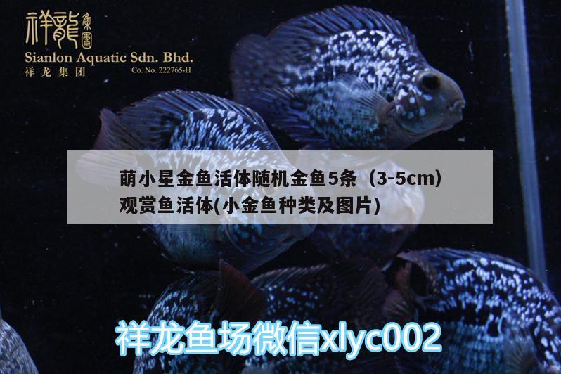 萌小星金鱼活体随机金鱼5条（3-5cm）观赏鱼活体(小金鱼种类及图片)