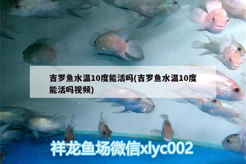 吉罗鱼水温10度能活吗(吉罗鱼水温10度能活吗视频) 充氧泵