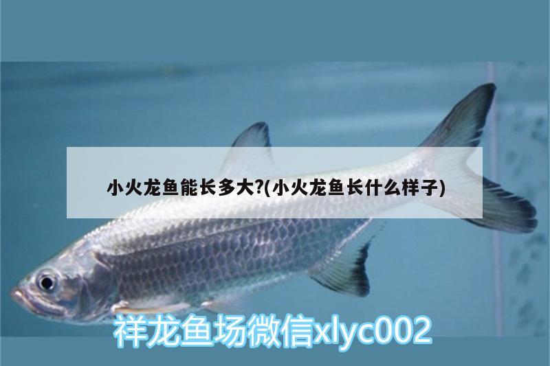 小火龙鱼能长多大?(小火龙鱼长什么样子) 广州观赏鱼鱼苗批发市场