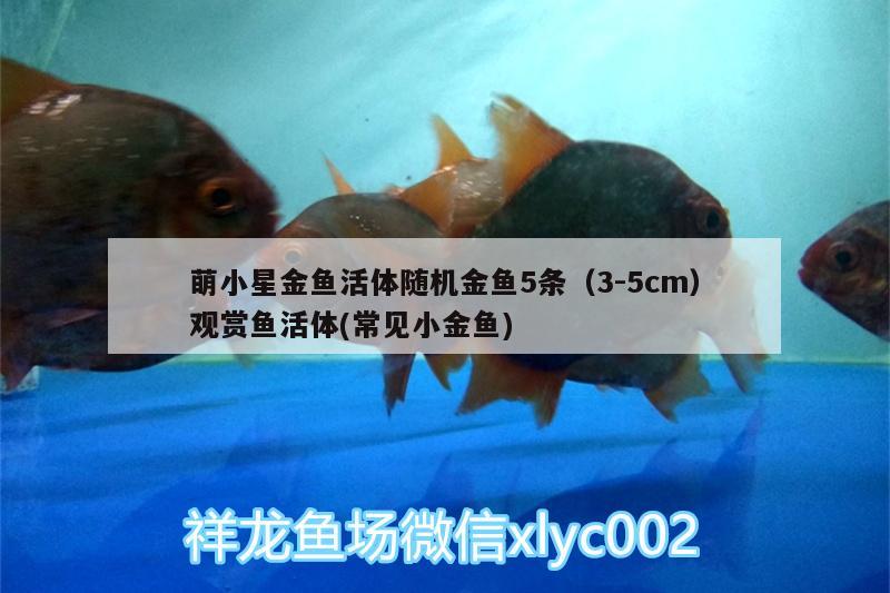 萌小星金鱼活体随机金鱼5条（3-5cm）观赏鱼活体(常见小金鱼)