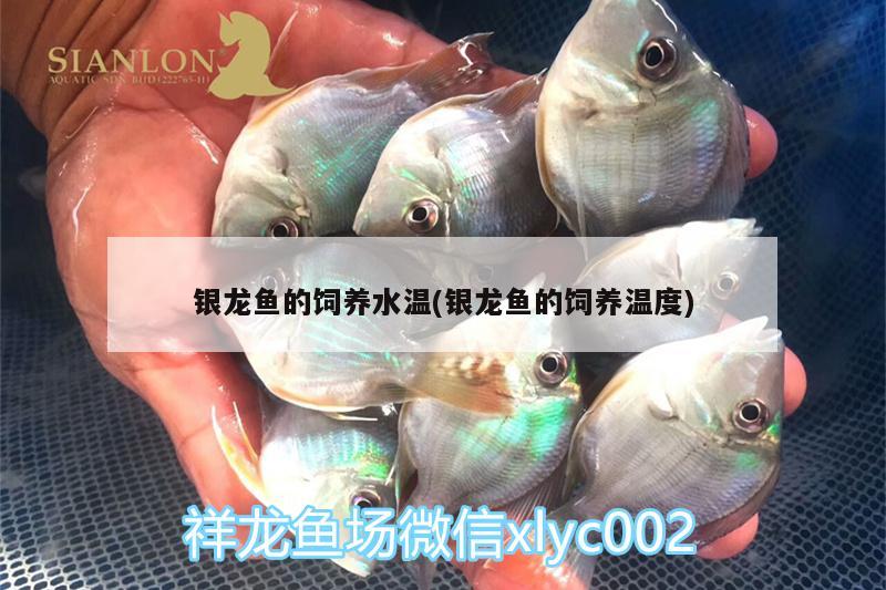 银龙鱼的饲养水温(银龙鱼的饲养温度) 银龙鱼