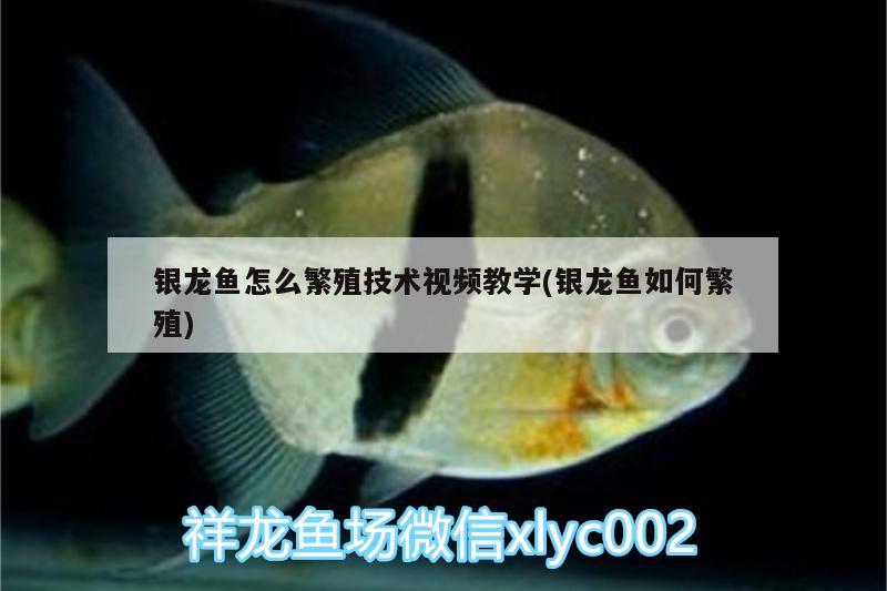 银龙鱼怎么繁殖技术视频教学(银龙鱼如何繁殖) 银龙鱼 第1张