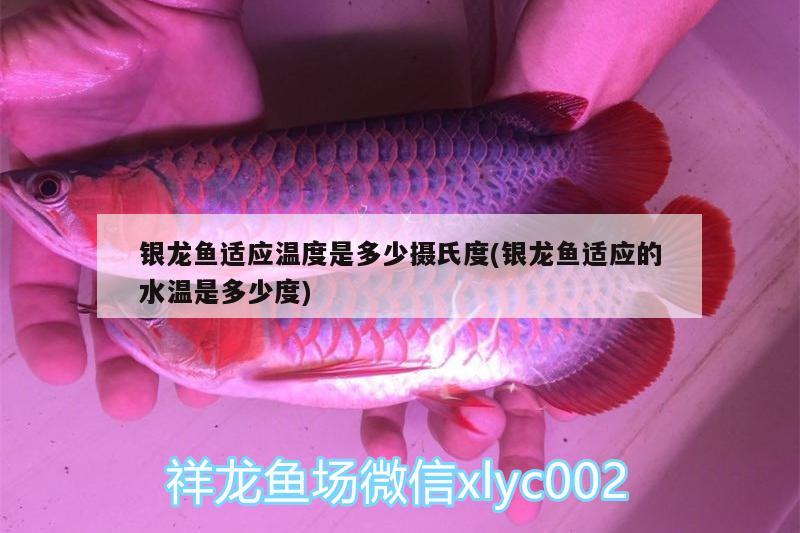 银龙鱼适应温度是多少摄氏度(银龙鱼适应的水温是多少度) 银龙鱼 第2张
