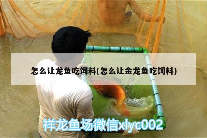 怎么让龙鱼吃饲料(怎么让金龙鱼吃饲料) 广州水族器材滤材批发市场