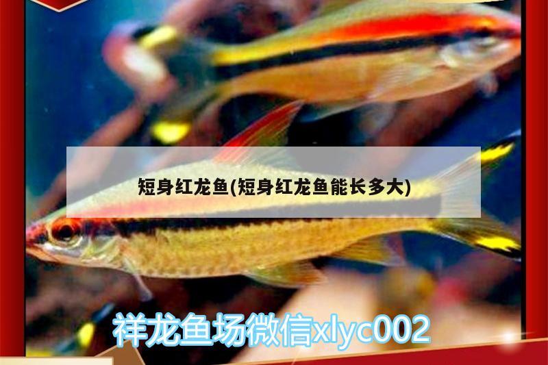短身红龙鱼(短身红龙鱼能长多大) 短身红龙鱼