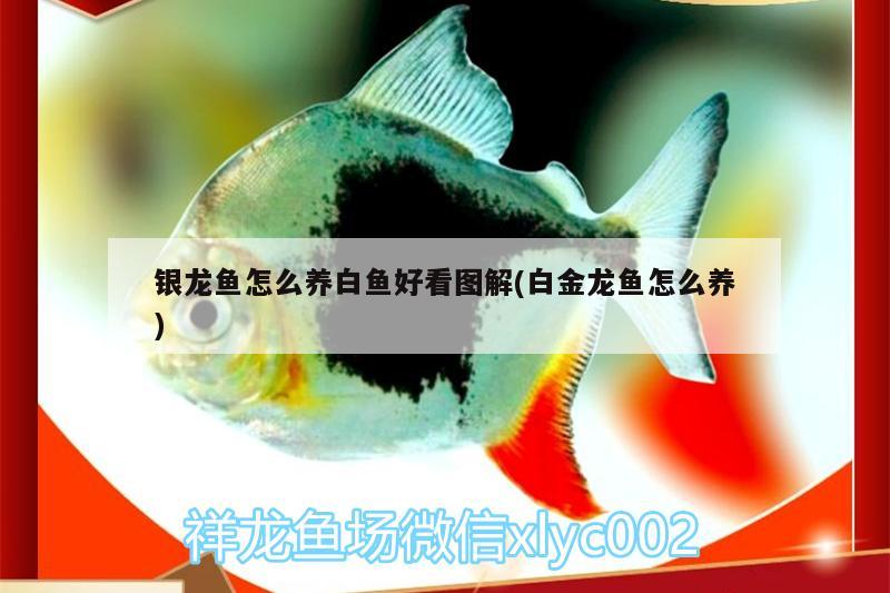 银龙鱼怎么养白鱼好看图解(白金龙鱼怎么养) 银龙鱼