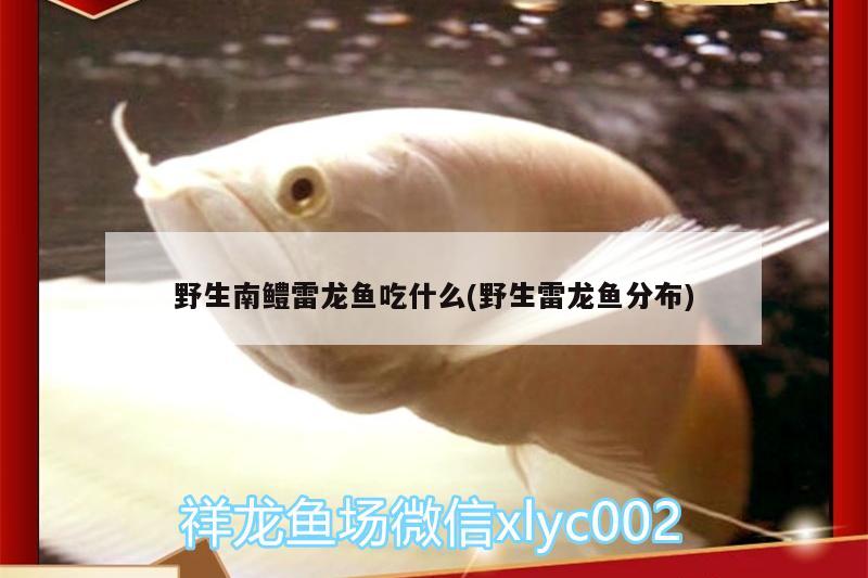 野生南鳢雷龙鱼吃什么(野生雷龙鱼分布) 鱼缸清洁用具