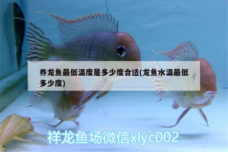 养龙鱼最低温度是多少度合适(龙鱼水温最低多少度) 黑桃A鱼