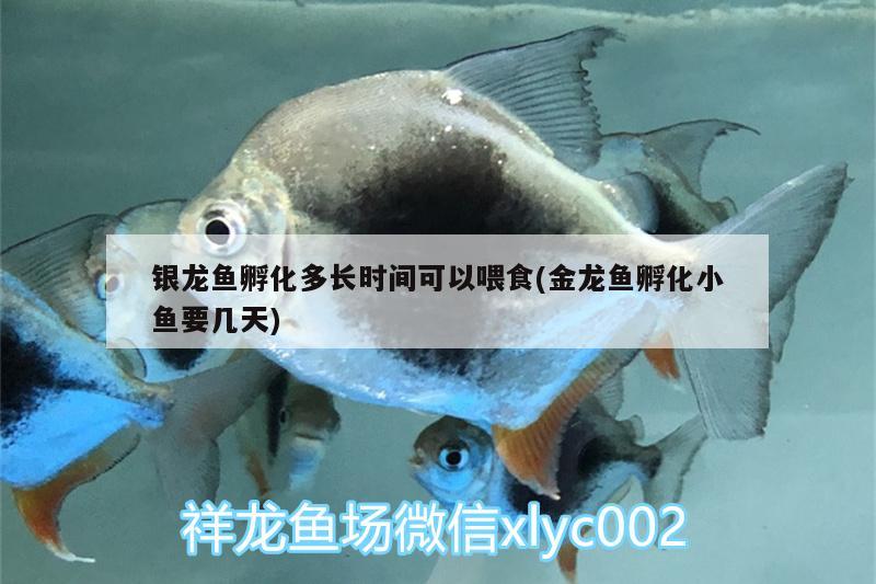 银龙鱼孵化多长时间可以喂食(金龙鱼孵化小鱼要几天) 银龙鱼