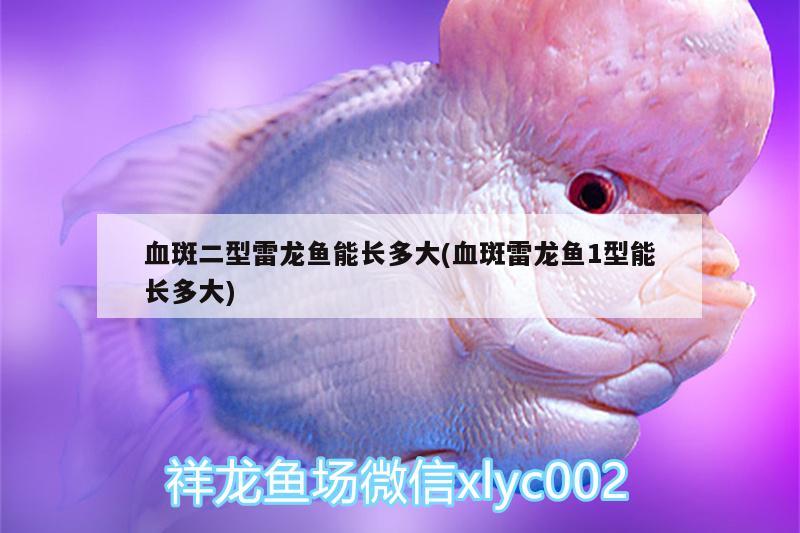 血斑二型雷龙鱼能长多大(血斑雷龙鱼1型能长多大) 观赏鱼鱼苗
