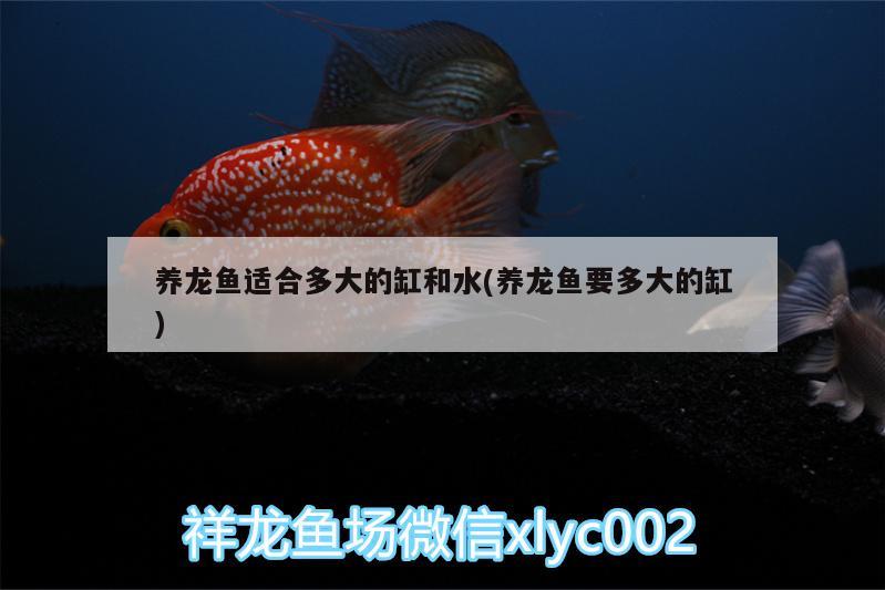 养龙鱼适合多大的缸和水(养龙鱼要多大的缸) 广州观赏鱼批发市场