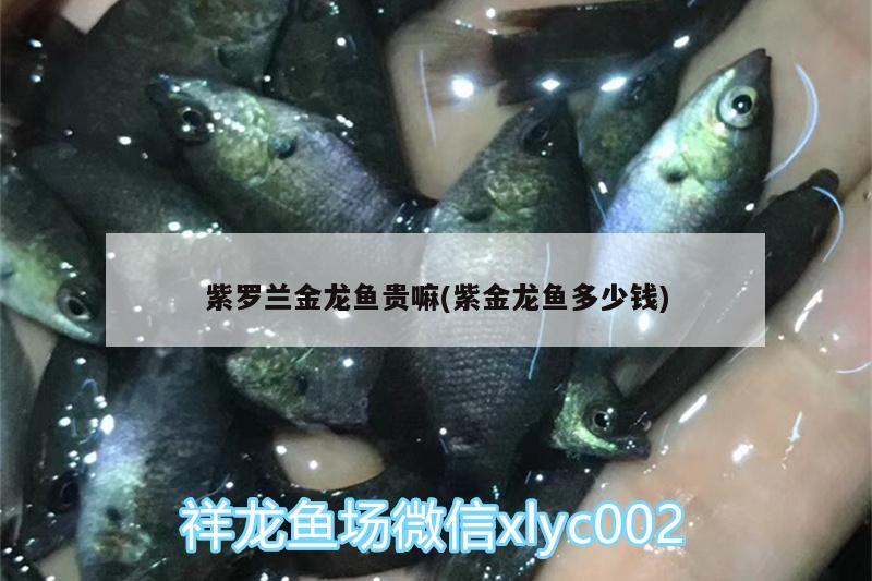 紫罗兰金龙鱼贵嘛(紫金龙鱼多少钱) 粗线银版鱼苗