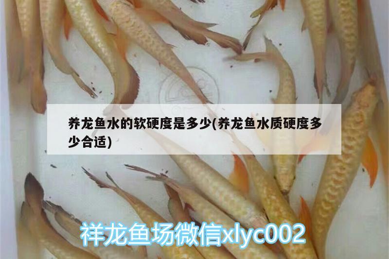 养龙鱼水的软硬度是多少(养龙鱼水质硬度多少合适) 广州龙鱼批发市场