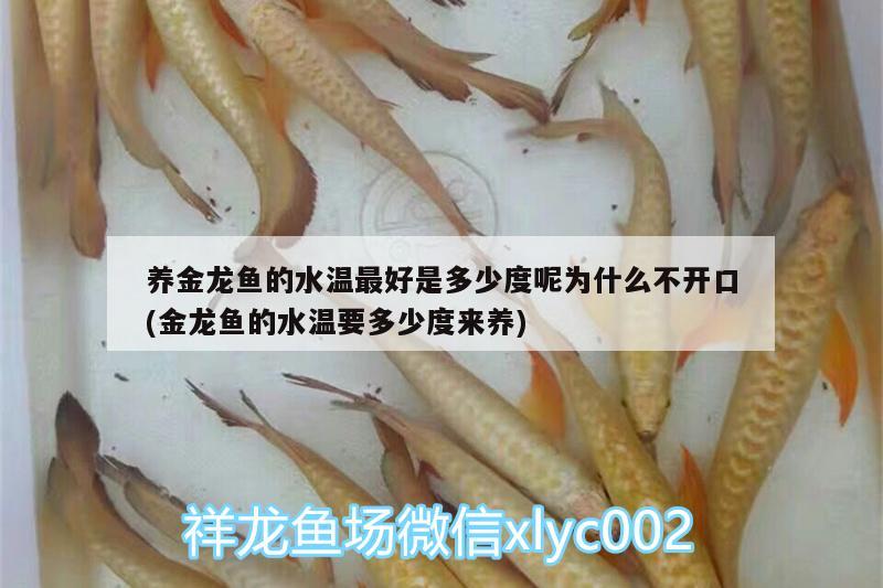 养金龙鱼的水温最好是多少度呢为什么不开口(金龙鱼的水温要多少度来养) 广州水族批发市场