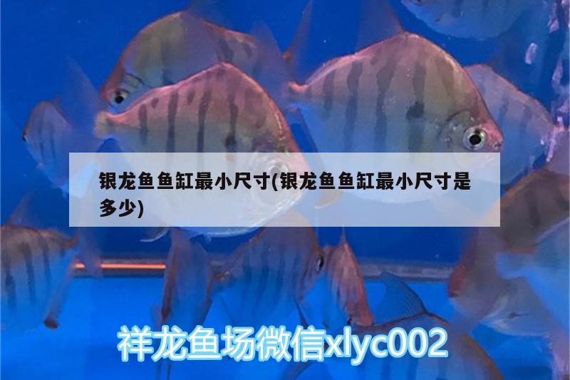银龙鱼鱼缸最小尺寸(银龙鱼鱼缸最小尺寸是多少) 银龙鱼