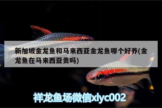 新加坡金龙鱼和马来西亚金龙鱼哪个好养(金龙鱼在马来西亚贵吗) 红白锦鲤鱼