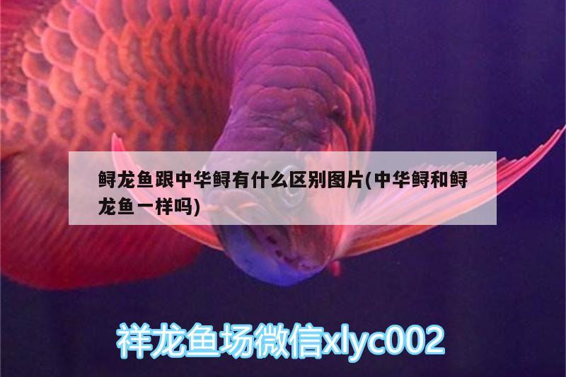 鲟龙鱼跟中华鲟有什么区别图片(中华鲟和鲟龙鱼一样吗) 黑白双星鱼